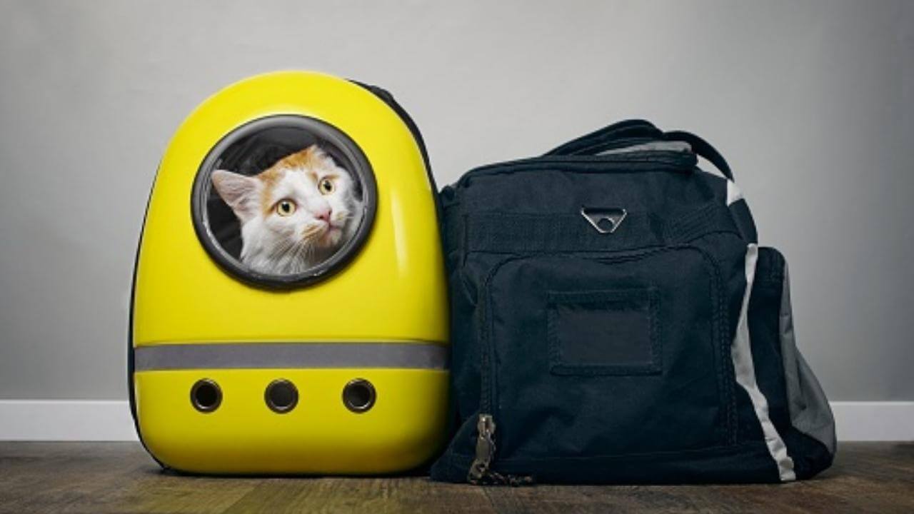 Best Cat Carrier Backpack